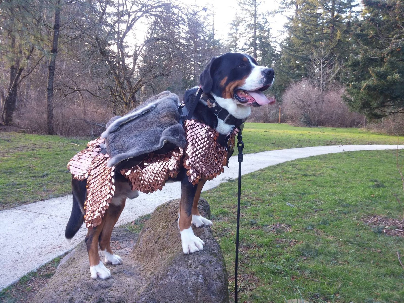 chainmail dog collar